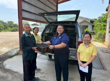 ร่วมใจ กระจายลำไย เพื่อช่วยเหลือเกษตรภาคเหนือ พารามิเตอร์รูปภาพ 3