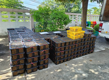 ร่วมใจ กระจายลำไย เพื่อช่วยเหลือเกษตรภาคเหนือ พารามิเตอร์รูปภาพ 10