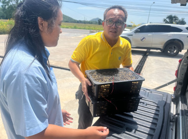 ร่วมใจ กระจายลำไย เพื่อช่วยเหลือเกษตรภาคเหนือ พารามิเตอร์รูปภาพ 14