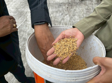 ลงพื้นที่ตรวจสอบปริมาณข้าวเปลือกภายใต้โครงการสินเชื่อชะลอการขายข้าวเปลือกนาปี ปีการผลิต 2567 / 68 ... พารามิเตอร์รูปภาพ 4